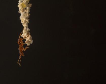 Cover image of Leafcutter ants’ lessons for sustainability 
